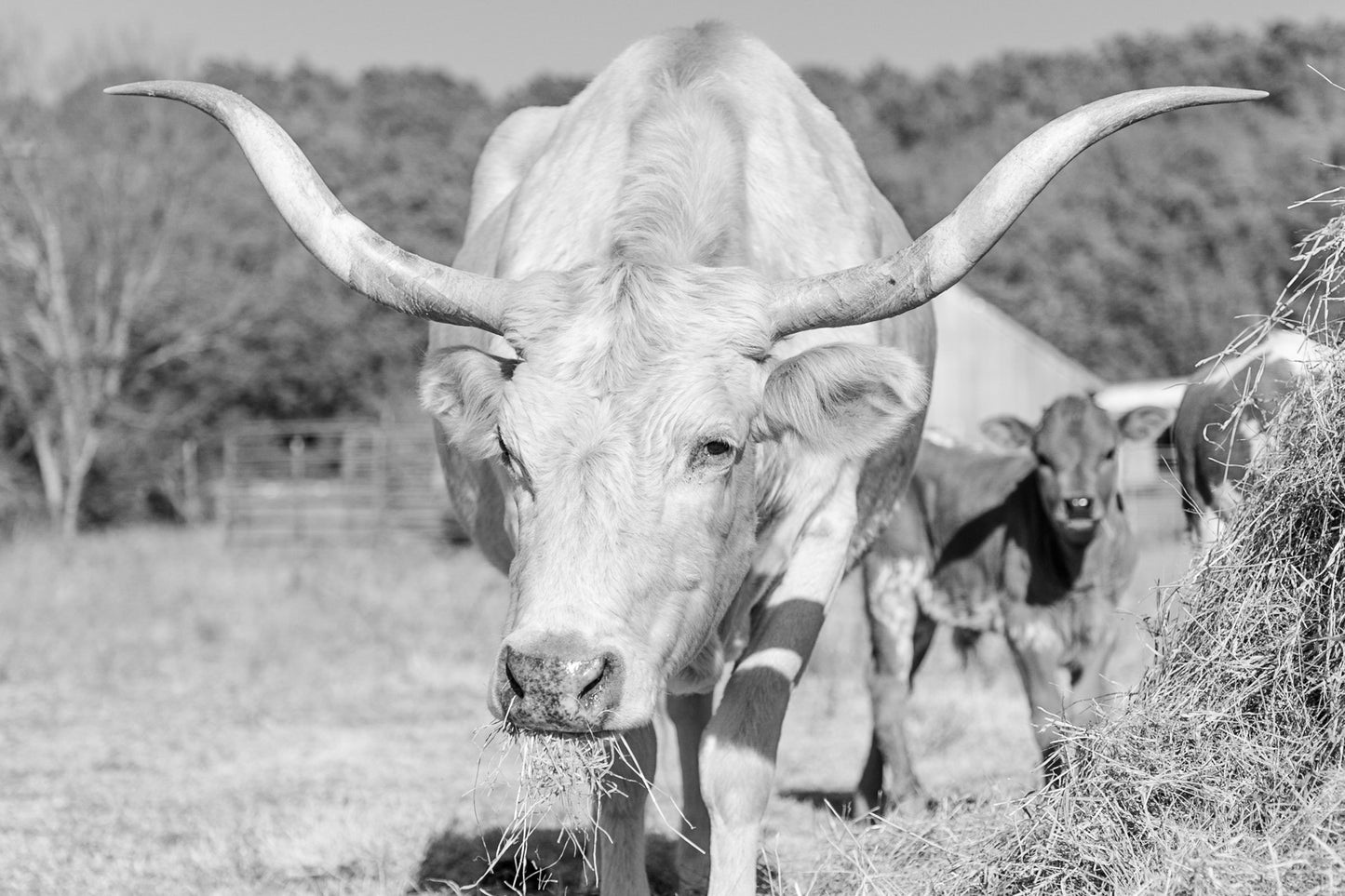 What Long Horns You Have